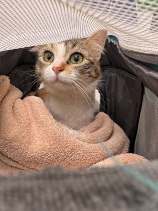 Shelter Stray Female Cat last seen Gas Works Park, Seattle, WA, 2061 15th Ave W, Seattle, WA 98119, USA