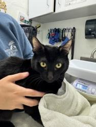Shelter Stray Male Cat last seen Jose Rizal Park, Seattle, WA, 2061 15th Ave W, Seattle, WA 98119, USA