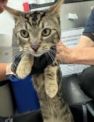 Shelter Stray Male Cat last seen Jose Rizal Park, Seattle, WA, 2061 15th Ave W, Seattle, WA 98119, USA
