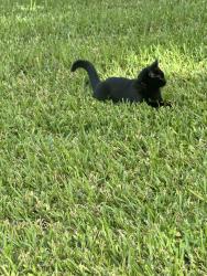 Lost Male Cat last seen Equestrian dr, Boca Raton, FL 33434