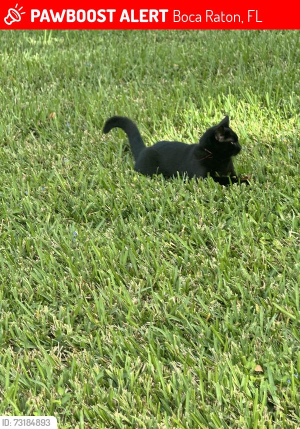 Lost Male Cat last seen Equestrian dr, Boca Raton, FL 33434