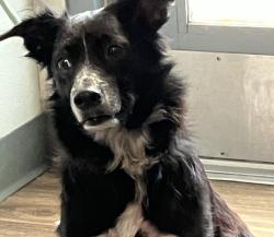 Shelter Stray Male Dog last seen Near Ocean View Boulevard, San Diego, CA, 92113, 5500 Gaines St, San Diego, CA 92110, USA