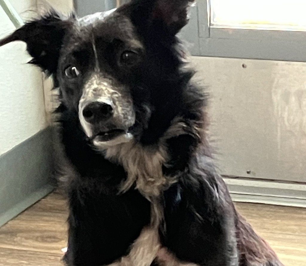 Shelter Stray Male Dog last seen Near Ocean View Boulevard, San Diego, CA, 92113, 5500 Gaines St, San Diego, CA 92110, USA