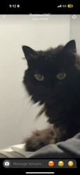 Lost Female Cat last seen Near and Cobblestone Dr., Hudson, FL 34667