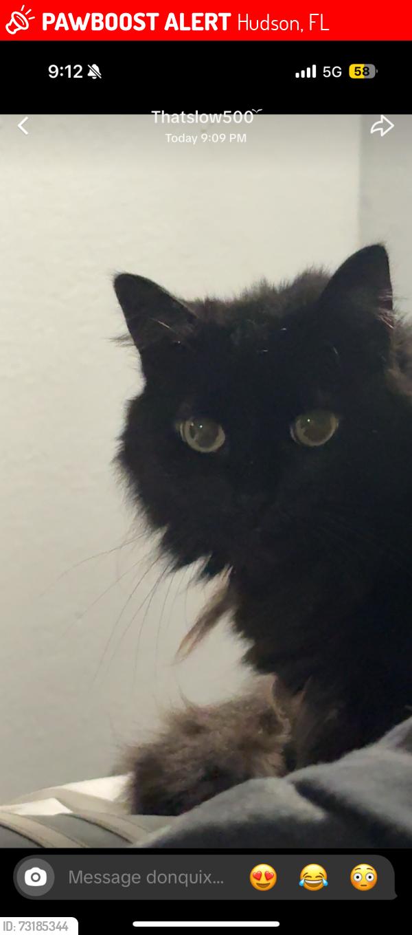 Lost Female Cat last seen Near and Cobblestone Dr., Hudson, FL 34667