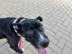 Reunited Female Dog last seen Dove Springs District Park - Dumped Between Baseball Fields, Austin, TX 78744