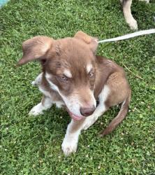 Shelter Stray Male Dog last seen UT, 511 W 3900 S, Salt Lake City, UT 84123, USA
