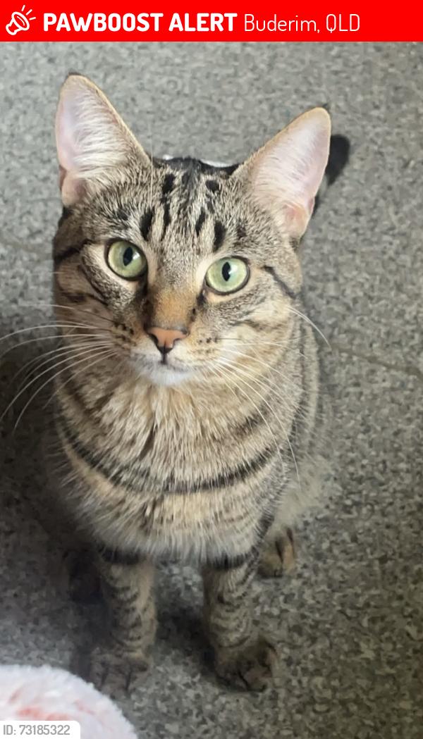 Lost Male Cat last seen Glen Kyle drive buderim, Buderim, QLD 4556