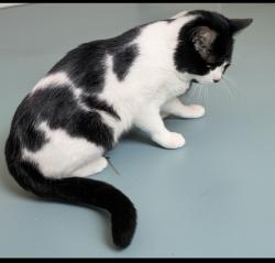Lost Male Cat last seen Jorgans hollow grassland Near Kindred, ND. It won't let me change the zip it set for me., Kindred, ND 58051