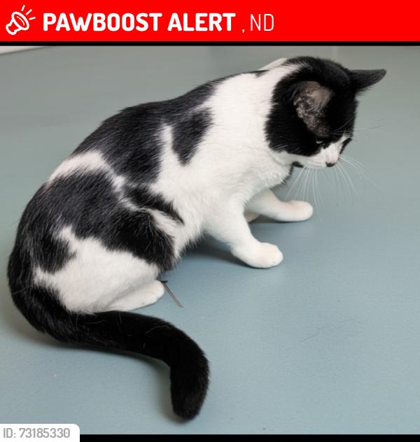 Lost Male Cat last seen Jorgans hollow grassland Near Kindred, ND. It won't let me change the zip it set for me., Kindred, ND 58051