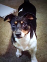 Lost Female Dog last seen Phillips Dr and south ave Dearing at, Forest Park, GA 30297
