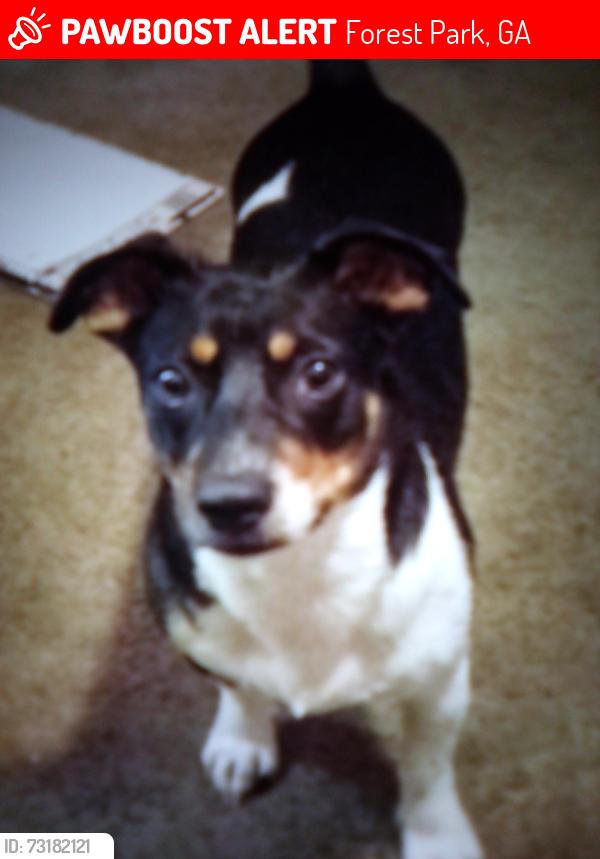 Lost Female Dog last seen Phillips Dr and south ave Dearing at, Forest Park, GA 30297
