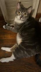 Reunited Male Cat last seen Near Stevendale drive, Pittsburgh, PA 15221