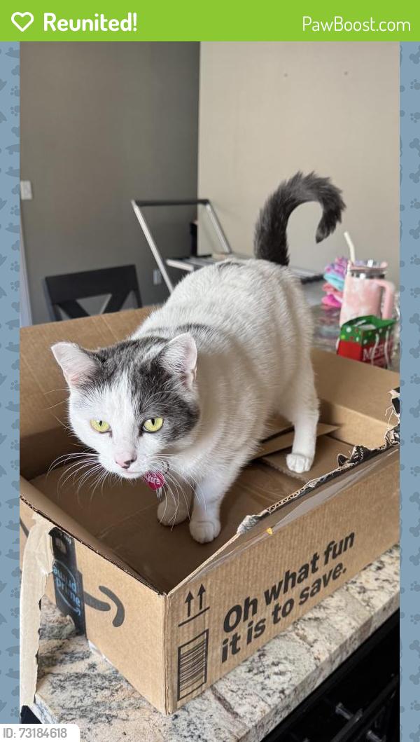 Reunited Female Cat last seen Near Ashley View Place, El Cajon, CA 92021