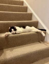 Reunited Male Cat last seen Jermantown Road, Oakton, VA 22124