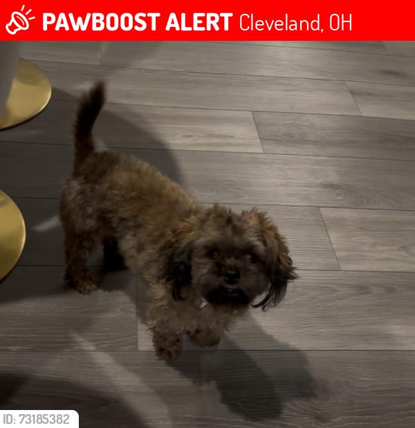 Lost Female Dog last seen W.130 th Street and liberty avenue, Cleveland, OH 44135