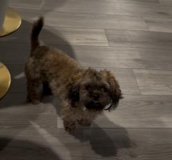 Lost Female Dog last seen W.130 th Street and liberty avenue, Cleveland, OH 44135
