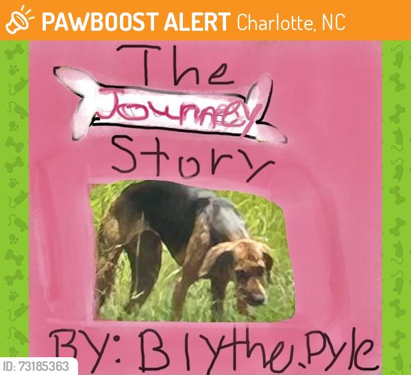 Found/Stray Unknown Dog last seen Unknown, Charlotte, NC 28202