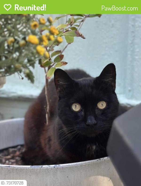 Reunited Male Cat last seen He was last seen on Blue Heron Ln in Edgewater but had a collar found on Palm Breeze Dr, Edgewater, FL 32141