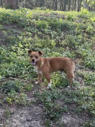 Reunited Male Dog last seen Onion creek soccer complex, Austin, TX 78744