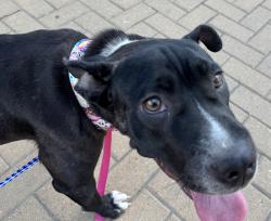 Found/Stray Female Dog last seen Dove Springs District Park - Dumped Between Baseball Fields, Austin, TX 78744