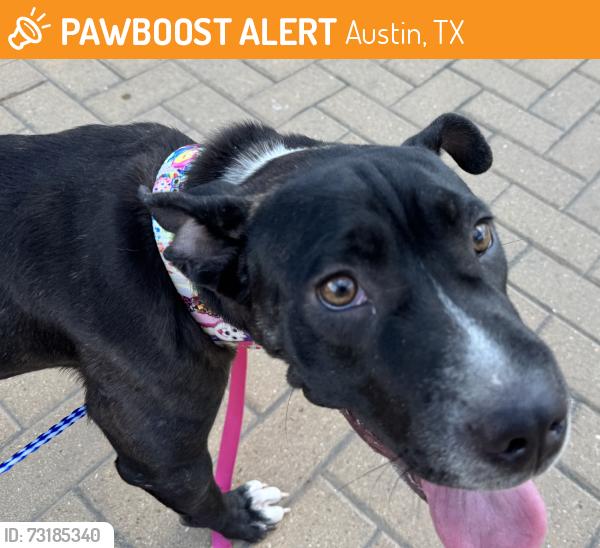 Found/Stray Female Dog last seen Dove Springs District Park - Dumped Between Baseball Fields, Austin, TX 78744