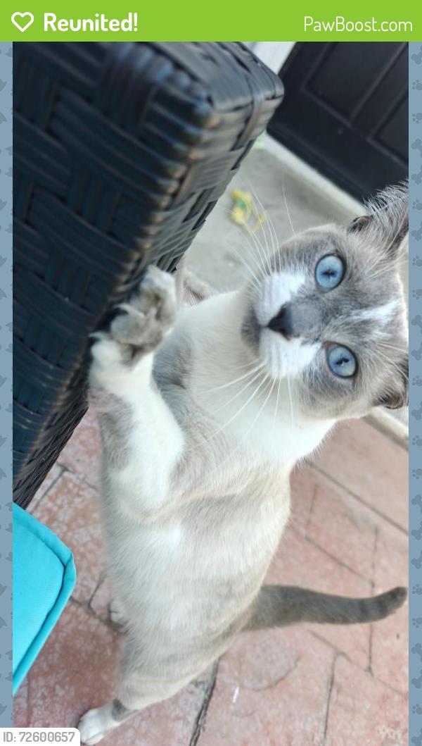 Reunited Female Cat last seen Merrelo St and ranney, Garden Grove, CA 92843