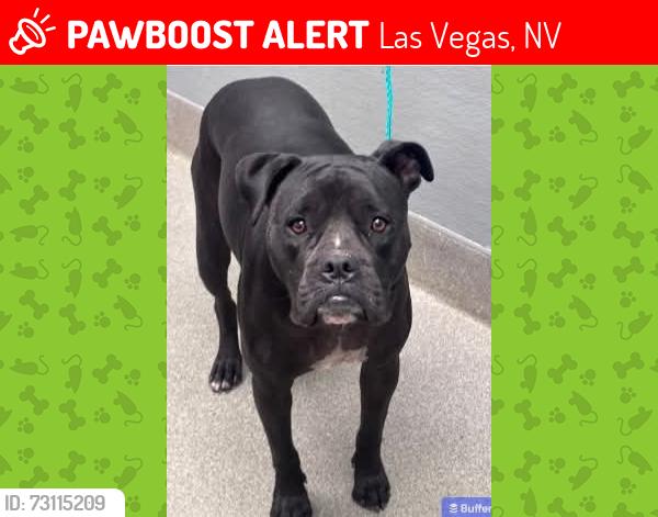 Lost Female Dog last seen Near boulderhighway, Las Vegas, NV 89122