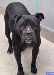 Lost Female Dog last seen Near boulderhighway, Las Vegas, NV 89122