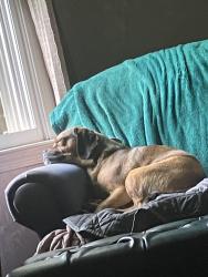 Reunited Female Dog last seen Montgomery Drive and Westmoreland Drive, Coatesville, PA 19320