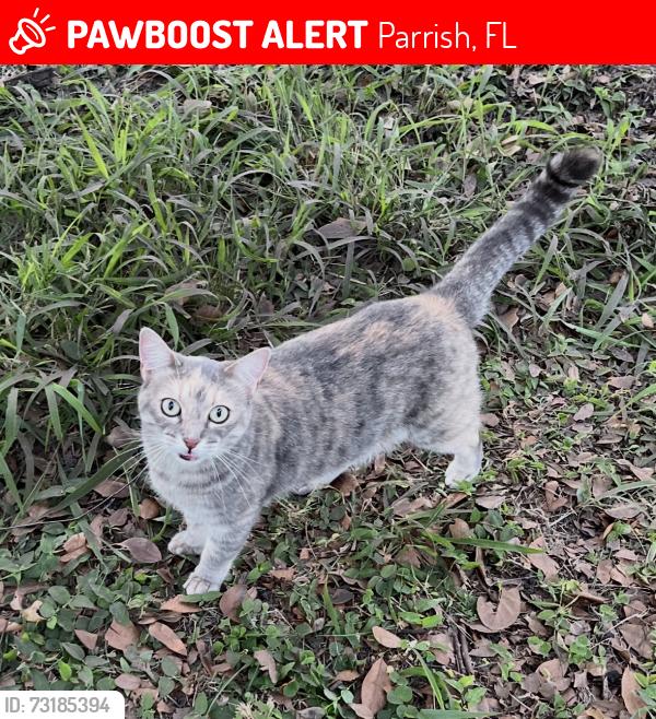 Lost Female Cat last seen canoe creek subdivison, Parrish, FL 34219