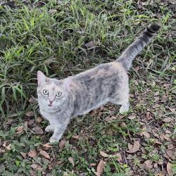 Lost Female Cat last seen canoe creek subdivison, Parrish, FL 34219
