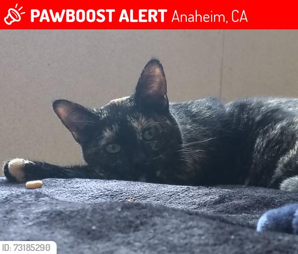 Lost Female Cat last seen Lewis and Anaheim way, Anaheim, CA 92805