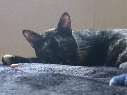 Lost Female Cat last seen Lewis and Anaheim way, Anaheim, CA 92805