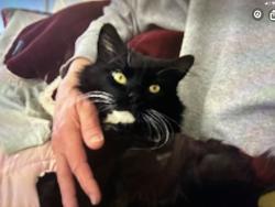 Lost Female Cat last seen Quebec and Arapahoe, Centennial, CO 80112