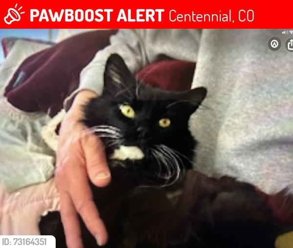 Lost Female Cat last seen Quebec and Arapahoe, Centennial, CO 80112
