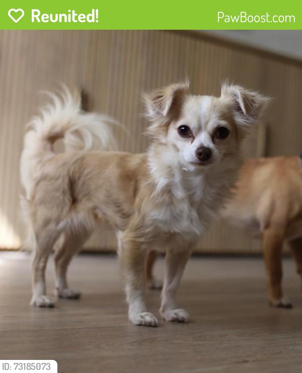 Reunited Female Dog last seen Odoms Mill, Ponte Vedra Beach, Palm Valley, FL 32082