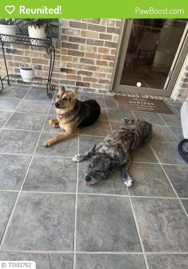 Reunited Female Dog last seen Tiffany Park, Bryan, TX 77802
