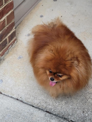 Reunited Female Dog last seen Hayesbury Townhomes, Pelham, AL 35124