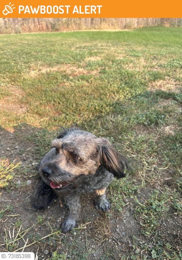 Found/Stray Male Dog last seen Starr kildea, Otis Orchards-East Farms, WA 99027