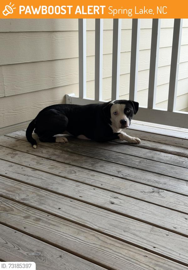 Found/Stray Female Dog last seen Spring Lake Middle School, Spring Lake, NC 28390