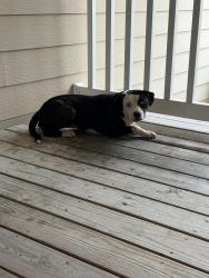Found/Stray Female Dog last seen Spring Lake Middle School, Spring Lake, NC 28390