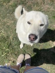 Lost Female Dog last seen Blackstone and Gettysburg, Fresno, CA 93704