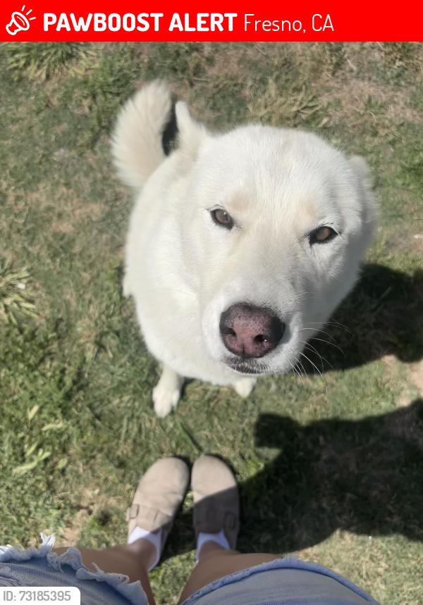 Lost Female Dog last seen Blackstone and Gettysburg, Fresno, CA 93704