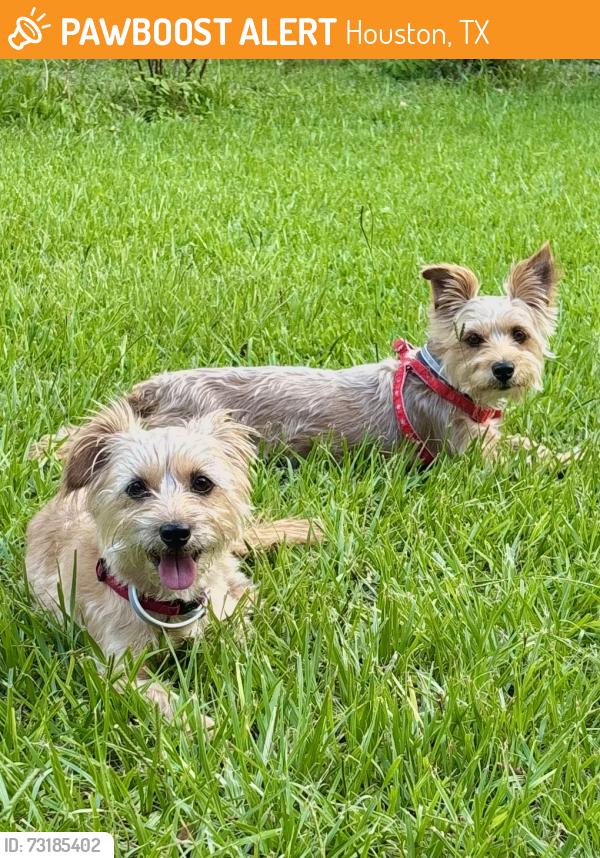Found/Stray Male Dog last seen Windy Oaks Dr along bayou, Houston, TX 77040