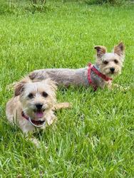 Found/Stray Male Dog last seen Windy Oaks Dr along bayou, Houston, TX 77040