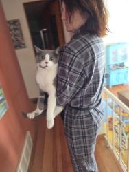 Reunited Male Cat last seen Near Lincolnwood fire department, Lincolnwood, IL 60712