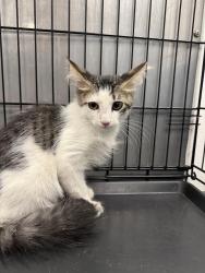 Shelter Stray Male Cat last seen , 14409 Vanowen St, Van Nuys, CA 91405, USA