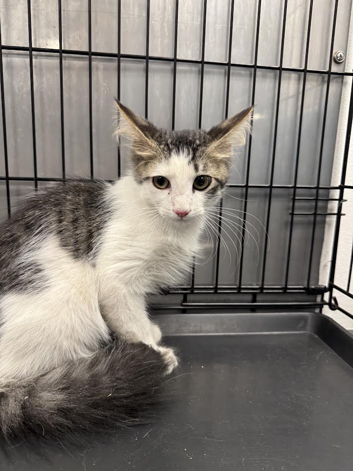 Shelter Stray Male Cat last seen , 14409 Vanowen St, Van Nuys, CA 91405, USA