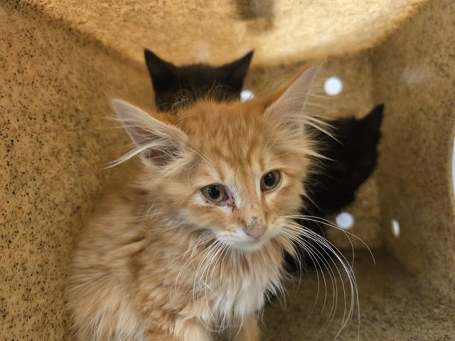 Shelter Stray Male Cat last seen Near BLOCK S 170TH ST, SEATAC WA 98188, 21615 64th Ave S, Kent, WA 98032, USA